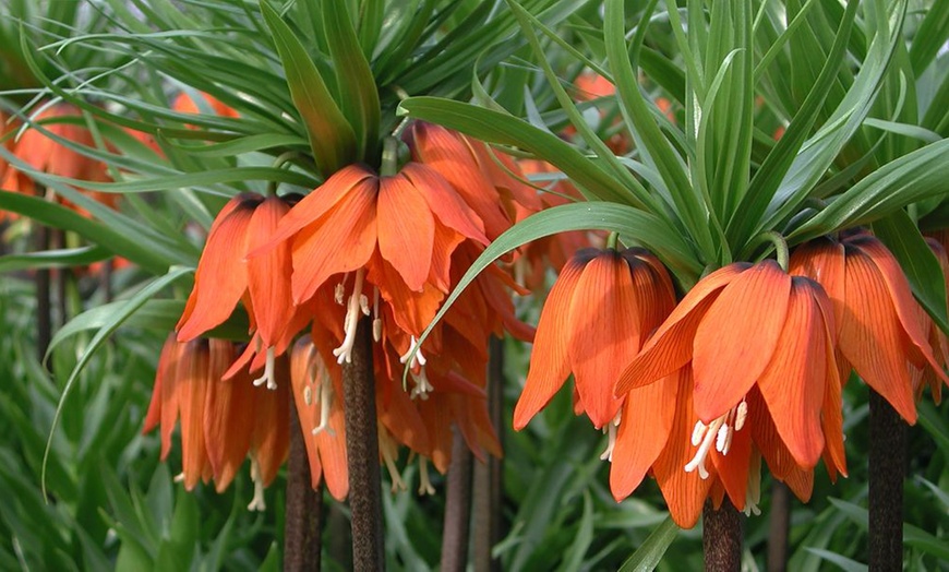 Image 5: Three or Six Fritillaria Imperialis Red Bulbs