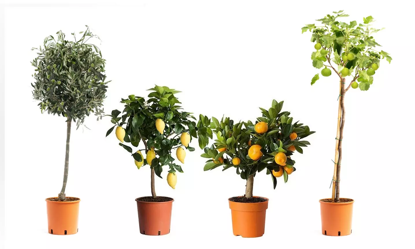 Set di 4 o 8 piante mediterranee, composti da piante di limone, arancio, olivo e fichi - Primary Image