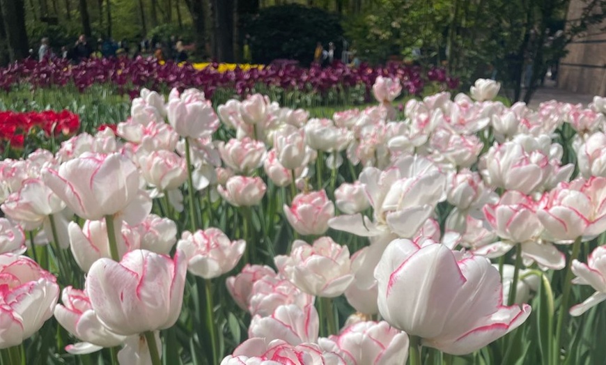 Image 9: 32 Tulip Bulbs – Vibrant Colour Changing Variety