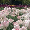 Image 9: 32 Tulip Bulbs – Vibrant Colour Changing Variety