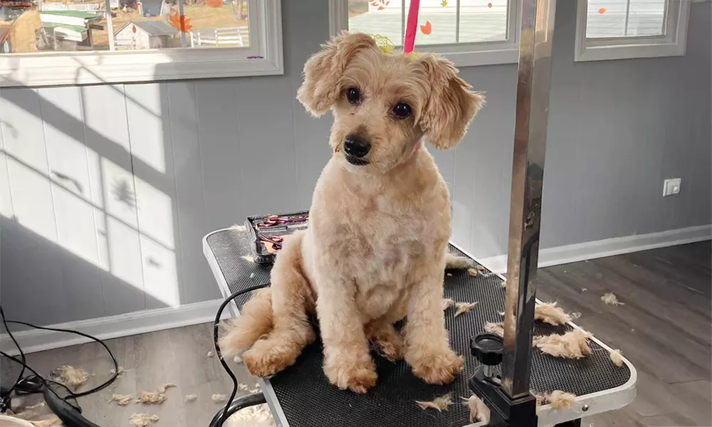 Bath or Grooming Mobile Packages for Small, Medium or Large Dogs