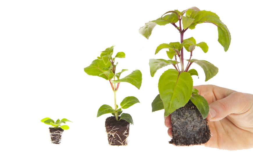 Image 3: French Marigold 'Bonanza' Mix