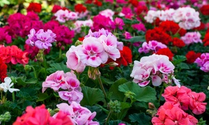 Garden Ready Upright Geranium