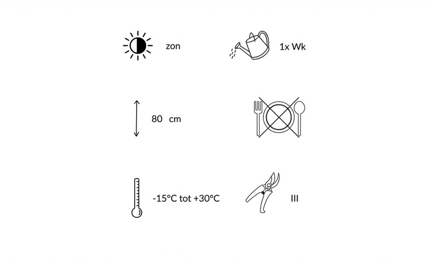 Image 4: Set di piante Zoë, include Salvia, Verbena e Stipa Tenuifolia