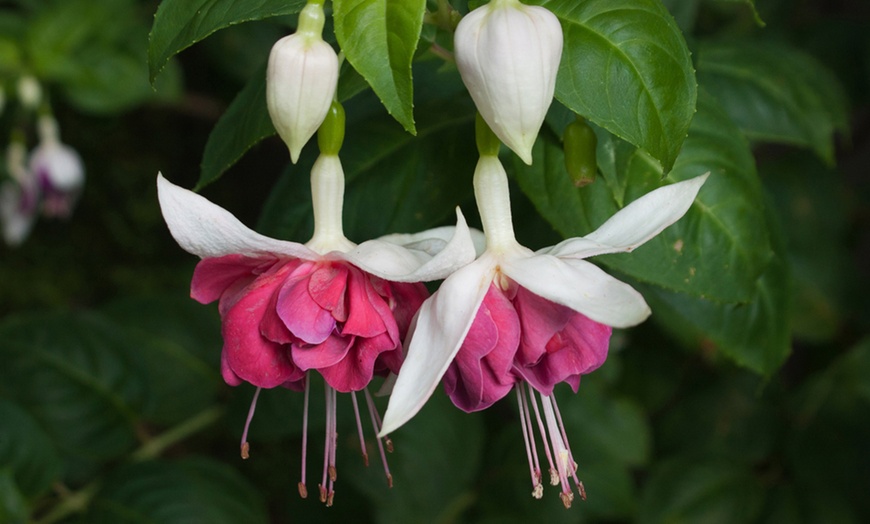Image 10: Up to 100 Fuchsia Giant Mixed Collection Plants