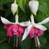 Image 10: Up to 100 Fuchsia Giant Mixed Collection Plants