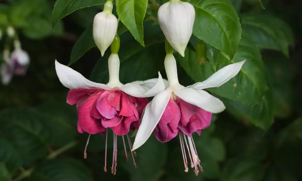 Up to 100 Fuchsia Giant Mixed Collection Plants
