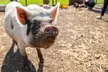 Ticket for Two Hours of Piggy Pet and Play or Guide to Pig Keeping at Kew Little Pigs ( Up to 17% Off ) - Second Medium