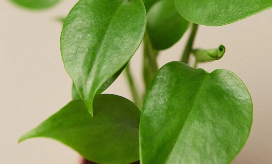 Image 12: Monstera Split Leaf from House Plant Shop with Free Shipping (Up to 15% Off)