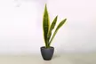 Air Purifying Beauty: The Iconic Snake Plant 'Laurentii' from House Plant Shop with Free Shipping (Up to 15% Off) - Second Medium