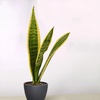 Image 5: Snake Plant 'Laurentii' in 3", 4", and 6" Sizes with Free Shipping (Up to 15% Off)