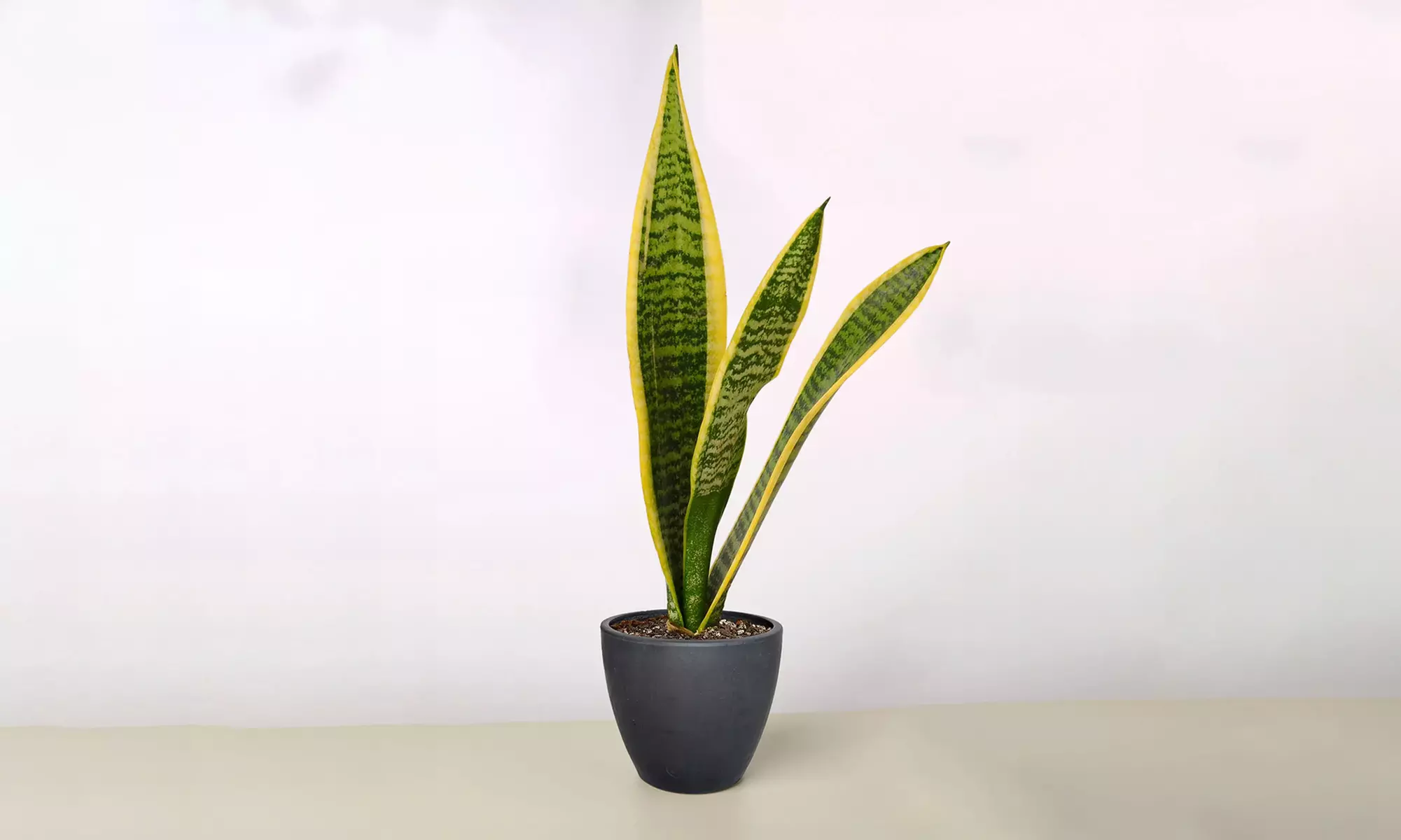 Air Purifying Snake Plant 'Laurentii' from House Plant Shop with Free Shipping (Up to 15% Off)