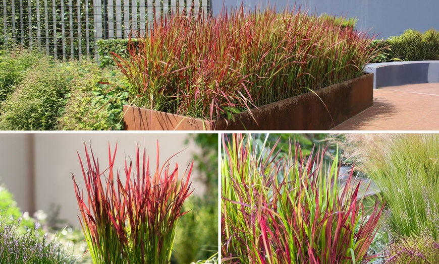 Image 2: Set de 4 ou 8 graminées ornementales "Red Baron" de Gardenzo