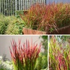 Image 2: Set de 4 ou 8 graminées ornementales "Red Baron" de Gardenzo