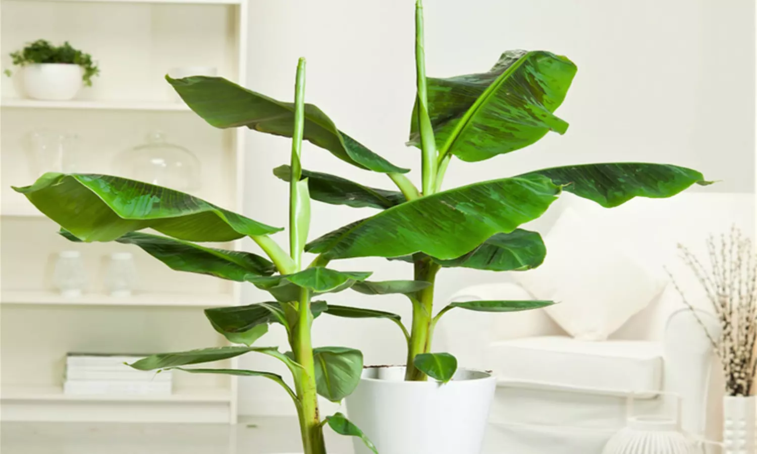 1 ou 2 plants de bananier d'intérieur Musa Dwarf Cavendish 90-100 cm, livrés en pot, Rootz - Primary Image