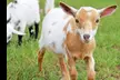 Up to 37% Off Corn Maze Fun for Two or Four at HarvestMoon - Petting Zoos, Inflatable Slides & More - Second Medium