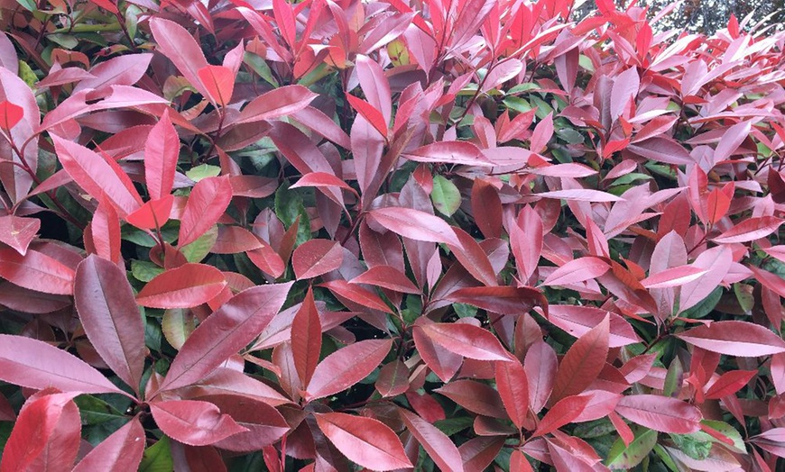 Image 7: 1 or 2 Photinia Red Robin Standard Tree with Patio Planter