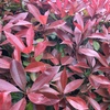 Image 7: 1 or 2 Photinia Red Robin Standard Tree with Patio Planter