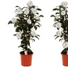Image 9: 1 o 2 arbustos de camelia «rosa japonesa» con flores de color a elegir