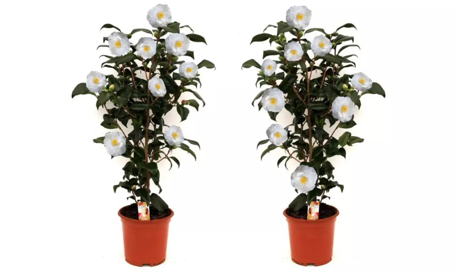 1 o 2 arbustos de camelia «rosa japonesa» con flores de color a elegir