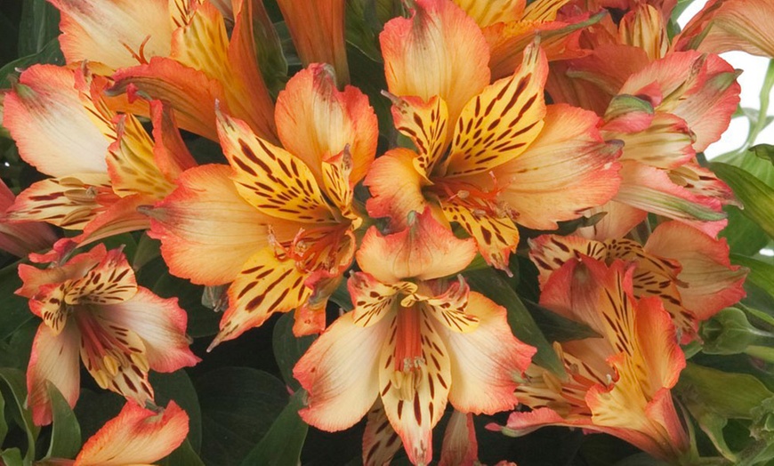 Image 3: One, Three or Six Plants of Lucky Dip Alstroemeria Peruvian Lily Mix