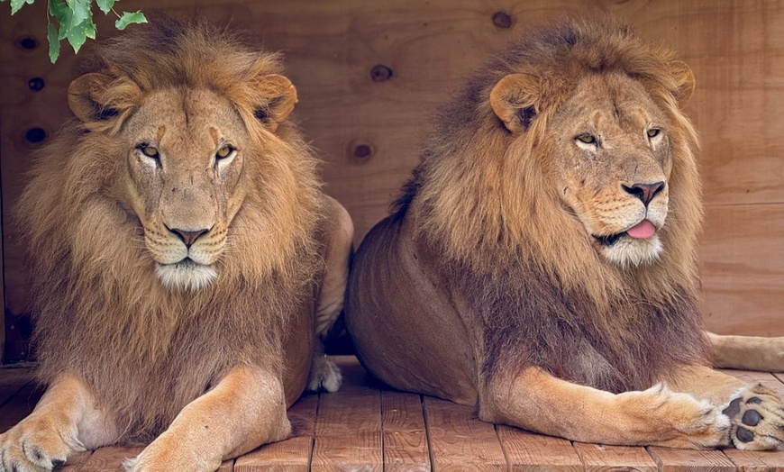 Image 3: Up to 25% Off Big Cat Express Tour - Animal Park