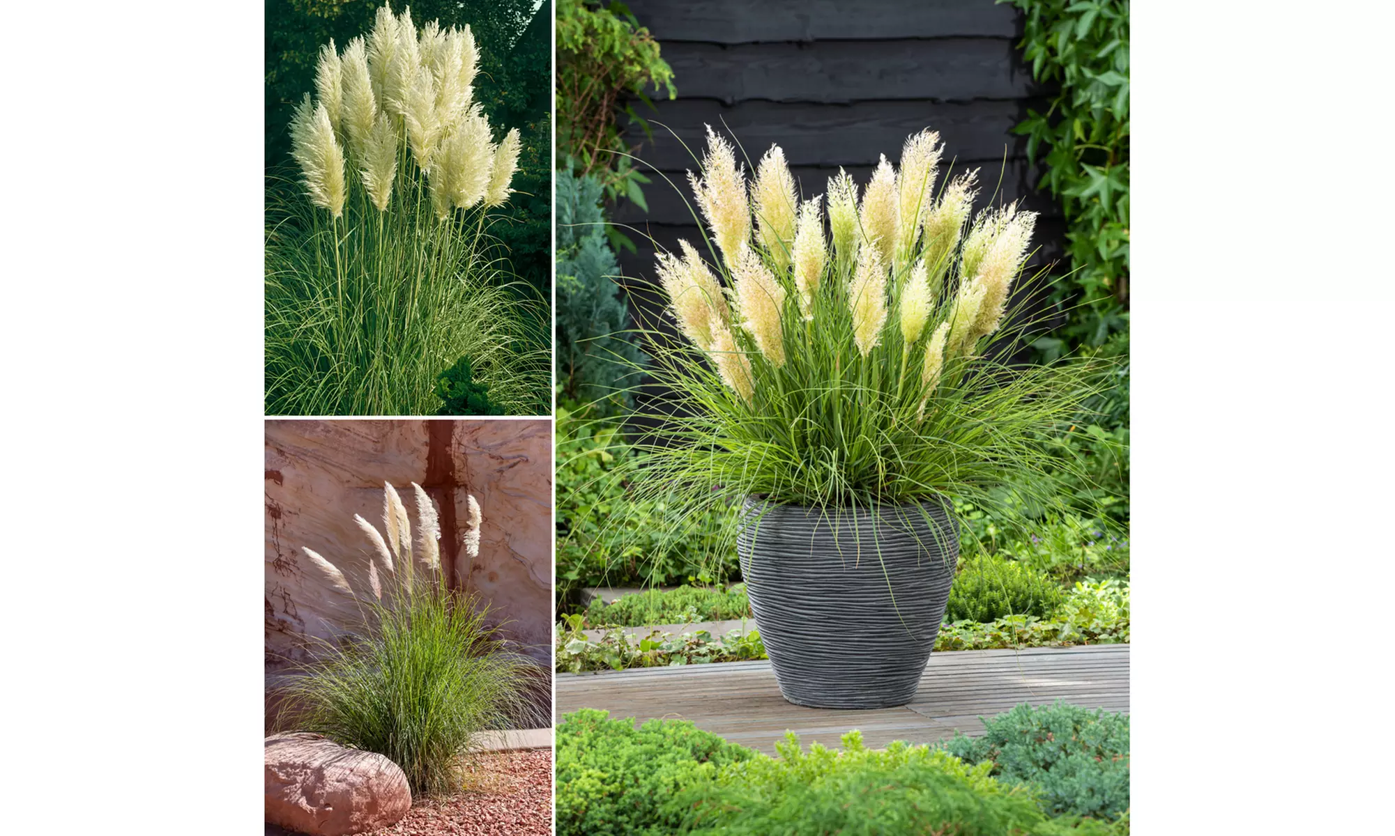 3 o 6 piante di Pampasgras americano