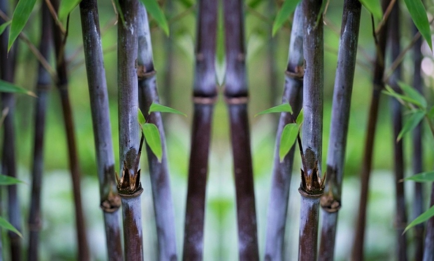 Image 9: 1 ou 2 plantes "Fargesia Red Dragon"