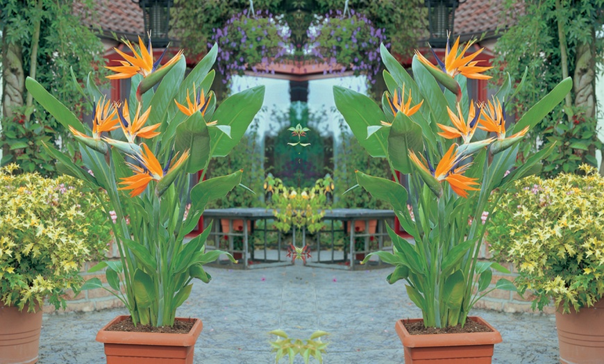 Image 1: Exotic Bird of Paradise Plants + Optional Grey Patio Planter
