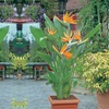 Image 1: Exotic Bird of Paradise Plants + Optional Grey Patio Planter