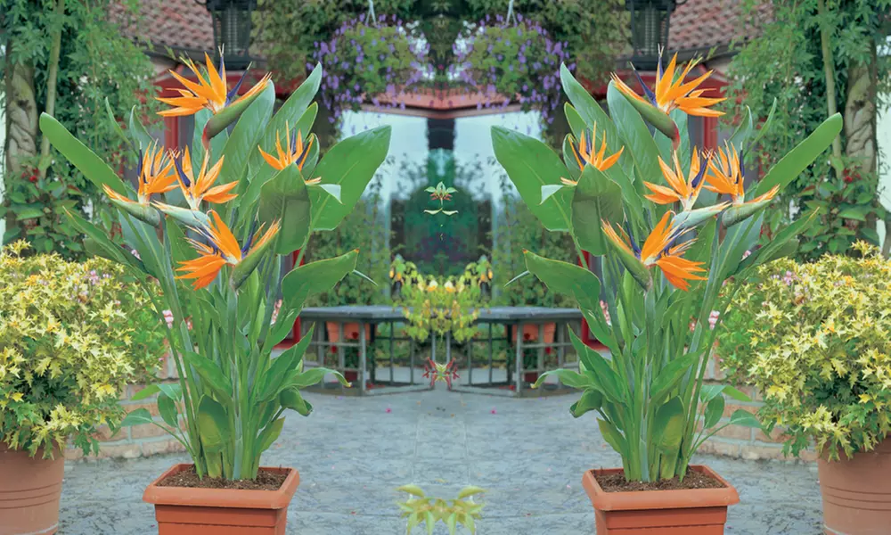 Exotic Bird of Paradise Plants + Optional Grey Patio Planter - Primary Image