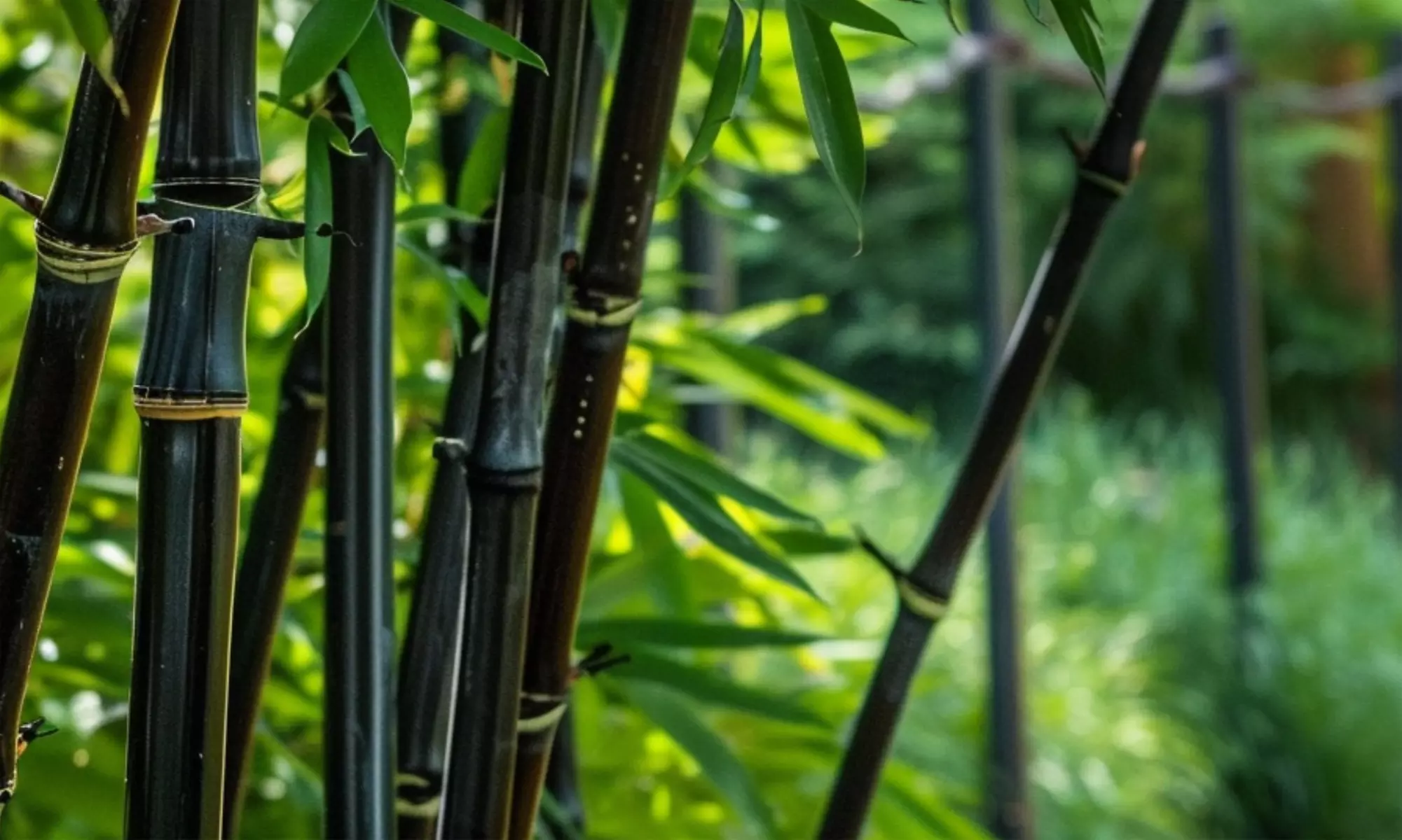 Bambous noirs "Black Dragon - Fargesia nitida"