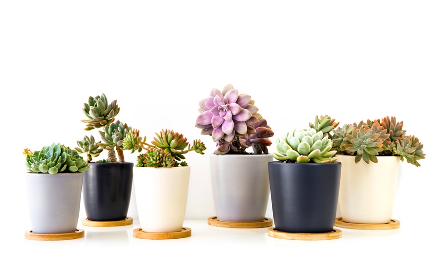 Image 5: Six Mini Succulent Plants