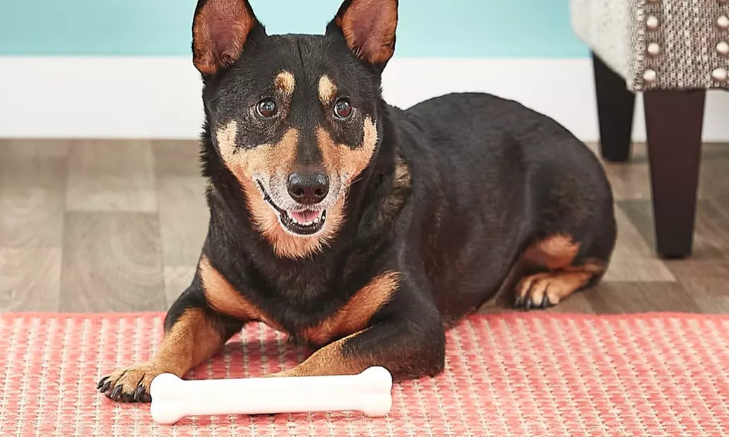 Nylabone Power-Chew Chicken Chew Toy - Primary Image
