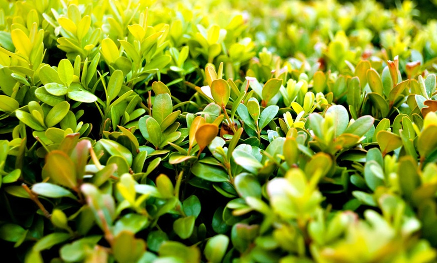 Image 7: Up to Two Buxus Sempervivum Ball Plants with Optional Biscotti Planter