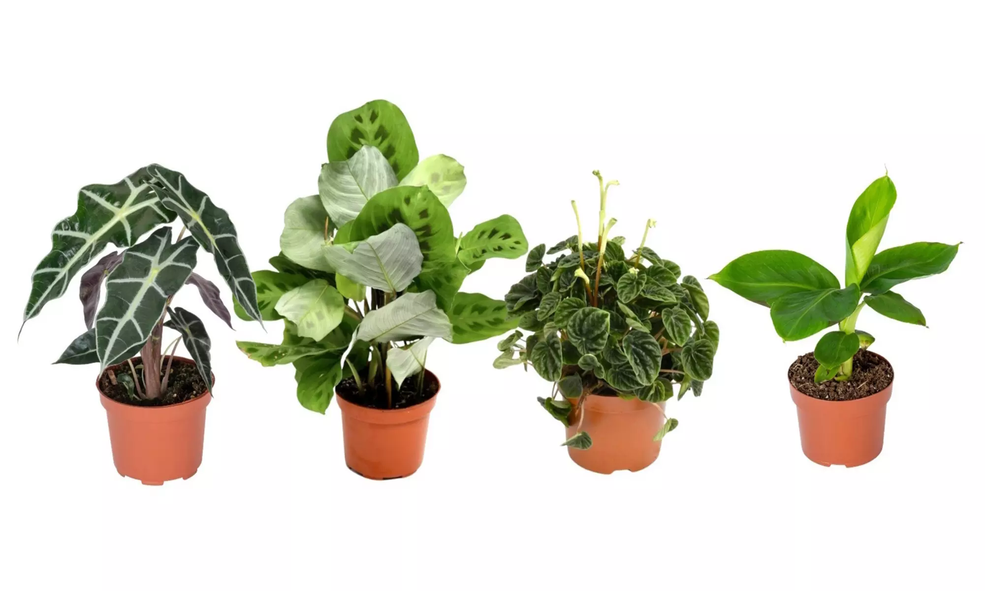 Mix van 4 kamerplanten