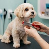 Image 1: Dental Care for Cats or Dogs