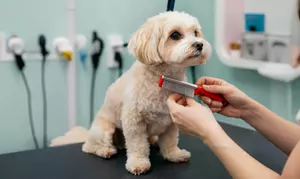 Dental Care, Rabies Vaccination with Optional Trimming or Cleaning at Pets Oasis Veterinary Clinic (Up to 70% Off)