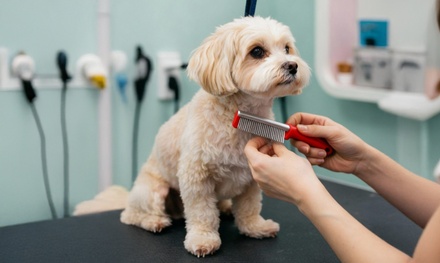 Basic pet grooming