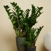 Image 1: 1 oder 2 Glücksfeder-Pflanzen (Zamioculcas)