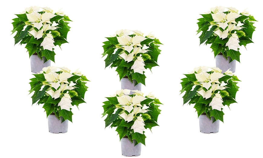 Image 7: Set de 3 ou 6 plantes de Noël "Poinsettia" rouges et / ou blanches