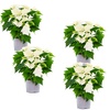 Image 7: Set de 3 ou 6 plantes de Noël "Poinsettia" rouges et / ou blanches