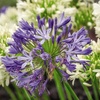 Image 10: Agapanthus Collection - 3 or 6 Potted Plants