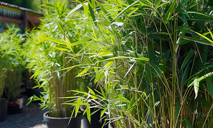 Image 2: 3x oder 6x Schwarzer Bambus (Fargesia nitida 'Black Dragon')