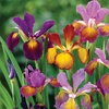 Image 1: Mixed Spring Iris Bulbs - Up to 200 Bulbs