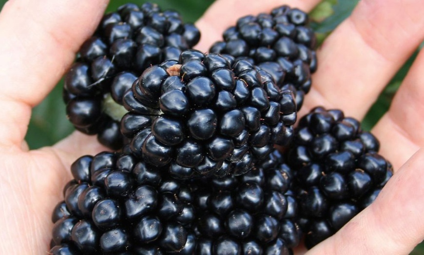 Image 4: Blackberry Growers Choice Blackberry Cultivars