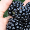 Image 4: Blackberry Growers Choice Blackberry Cultivars