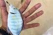 Group or Private Fishing Tour for Two or Four People at Ns Shore Tour Guide - Up to 30% Off - Second Medium