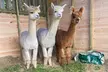 60-Minute Alpaca Experience at Stormcloud Alpacas, Strathaven–Perfect Christmas Gift! Up to 40% Off–From Only £9 - Image 4
