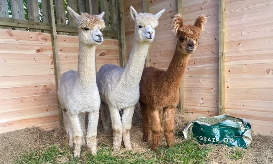 Image 4: Kids or Adult Ticket to 60-Minute Alpaca Meet & Greet Experience